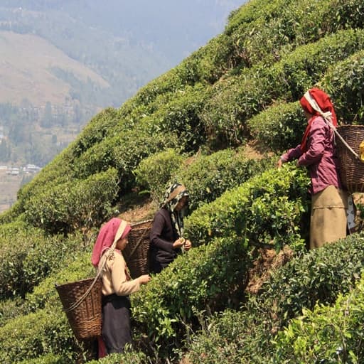 Pflückerinnen zwischen Teebüschen in einem Garten in Darjeeling